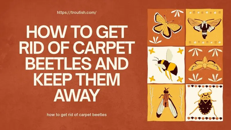 how to get rid of carpet beetles